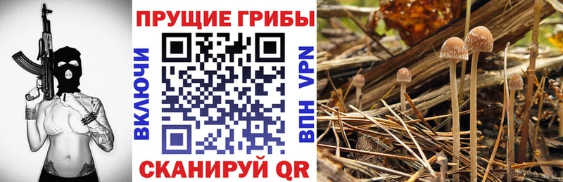 купить закладку  Норильск  Галлюциногенные грибы Psilocybine cubensis 
